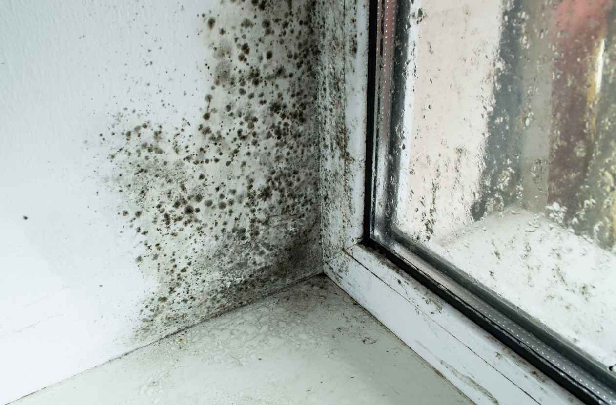 Black mold in the corner of the window sill as a result of too much moisture and humidity.