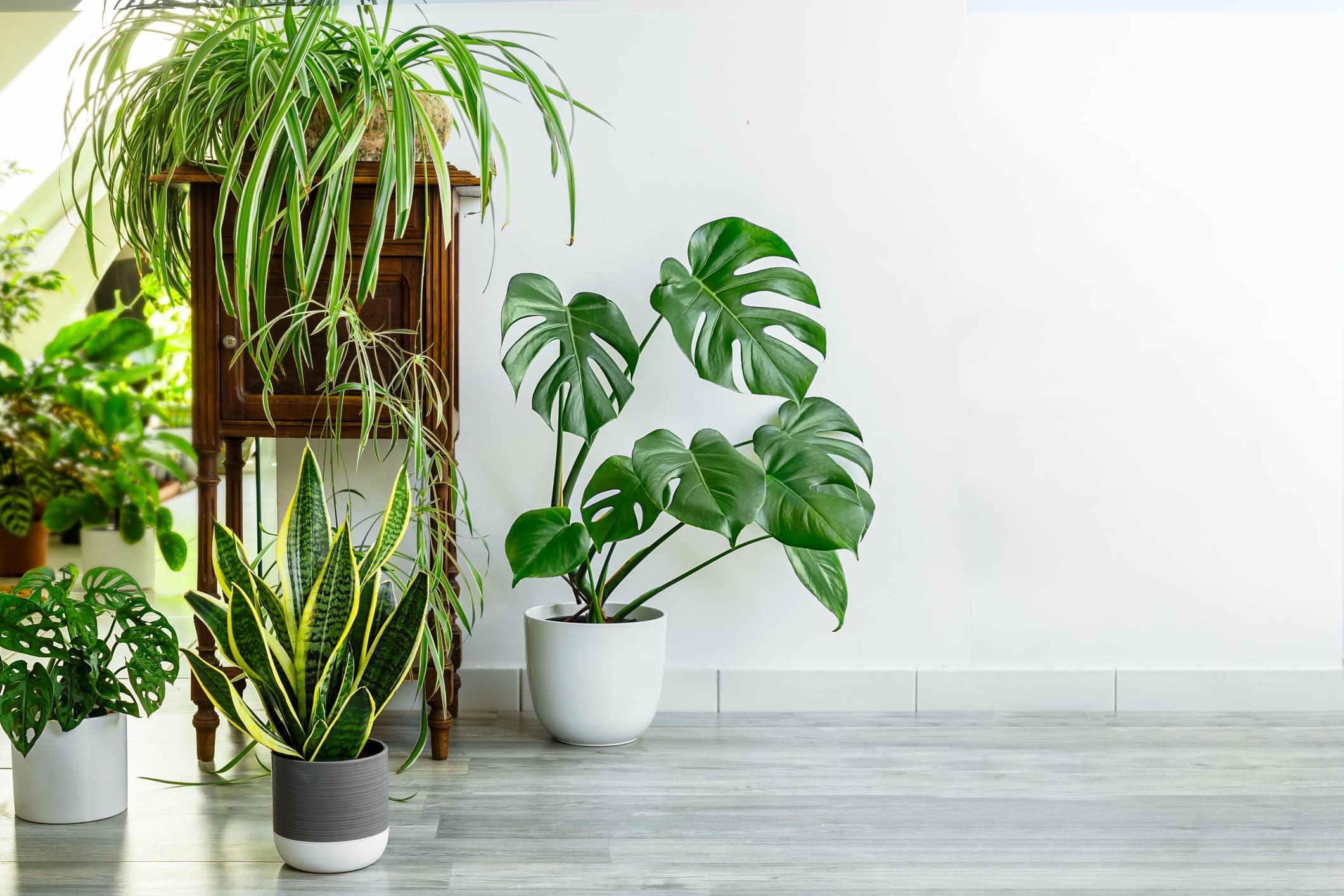 Inside Plants